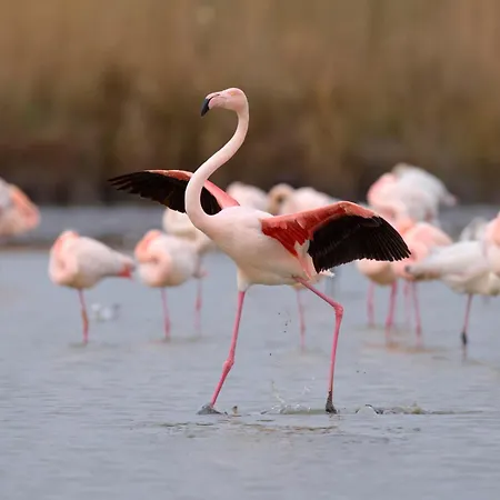 Апартаменты La Fregate-13 By Interhome *